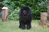 CHOW CHOW 790